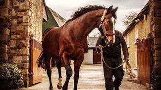 'Breeders are coming back' - the Derby and Arc hero finally promising big things