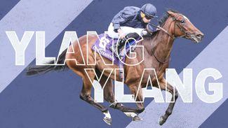 3.25 Curragh: speedy Ylang Ylang bidding to join an illustrious roll of honour for Ballydoyle in the Moyglare
