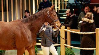 Big-name dispersals and a record price boost February Sale opener