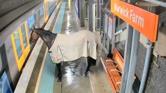 Racehorse causes shock for late-night travellers after being found loose on railway platform