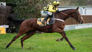 Lulamba to have one run between now and the Arkle as Nicky Henderson plots path to the Cheltenham Festival