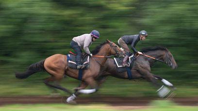 Key roles in racing and breeding may be opened up to overseas workers to address staff shortages