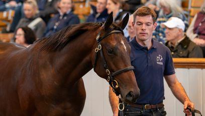 'It was probably an act of lunacy!' - Royal Ascot-inspired mating sees Battaash's Blue Point half-brother bring 1,500,000gns