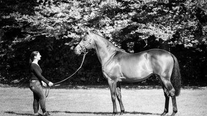 'There are some battles you have to know how to lose' -  death of top-level-winning sire Pastorius aged 14