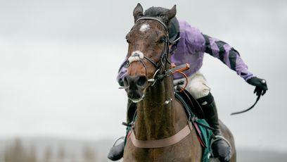 Excitement building for festival-winning syndicate as it bids for more Cheltenham Grade 1 glory with Stage Star