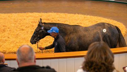 ‘The bank manager will be happy again!’ - Coolmore and Godolphin clash over 1,050,000gns Ghaiyyath sibling to Victoria Road
