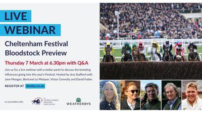 TBA and Weatherbys team up to organise bloodstock-oriented Cheltenham Festival preview