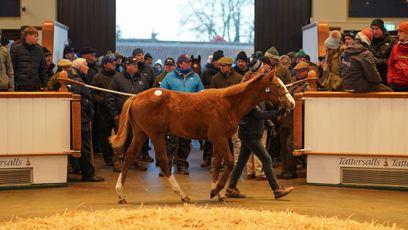 Havana Grey theme continues as Rumstar's brother makes 250,000gns
