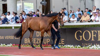 'This is where the prize-money is' - Jim Hay spending spree at Dubai Breeze-Up headed by AED2.2 million Gun Runner colt