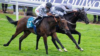 Exciting colt Andesite strikes at York to become a first winner for Darley's Pinatubo